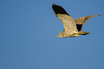 Immature Black-Crowned Night-Heron Flying in a Blue Sky