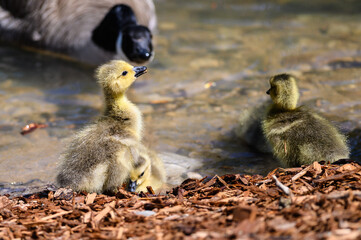 Fototapeta premium Newborn Goslings Learning Under the Watchful Eye of Mother