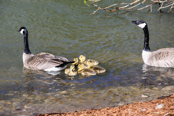 Adorable Newborn Goslings Swimming Beside Their Mother