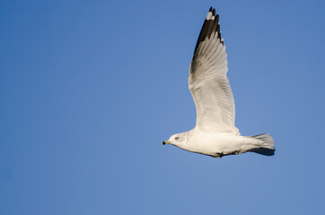 Ring-Billed Gull Flying in a Blue Sky