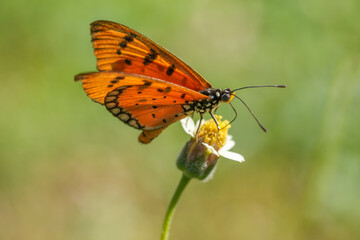 Obraz premium Orange butterfly feeding on lovely yellow flowers in blur garden background, Butterfly collecting pollen at yellow flower.