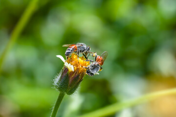 Two Bee fighting for collect nectar at yellow flower on natural blur yellow flower field background, Bee flying over the yellow flower in blur background.