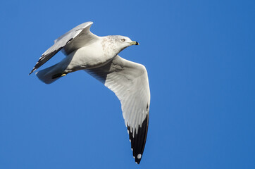 Ring-Billed Gull Flying in a Blue Sky