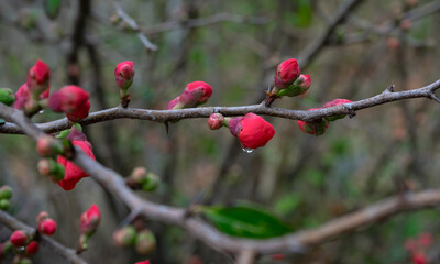 Pink flower buds on the branches of a bare tree with dew drops