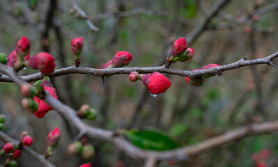 Pink flower buds on the branches of a bare tree with dew drops