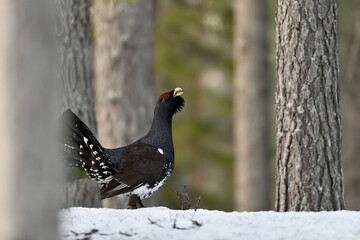 Western capercaillie walking around in the forest, between the trees on a snowy ground