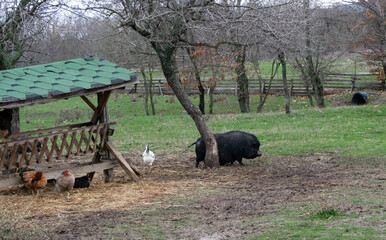 Domestic animals chickens, geese, pigs walk freely and graze on the farm in a green meadow 