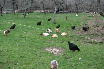 Domestic animals chickens, geese, pigs walk freely and graze on the farm in a green meadow 