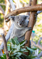 Koala Bear Sitting on Eucalyptus Tree at Zoo