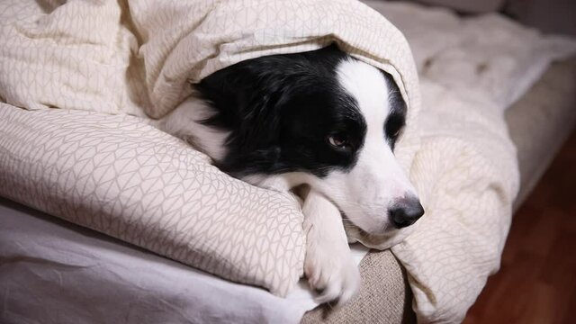 Funny cute puppy dog border collie lying on pillow under blanket in bed. Do not disturb me let me sleep. Pet dog lying nap sleeping at home indoors. Funny pets animals life concept