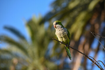 young monk parakeet (myiopsitta monachus), or quaker parrot