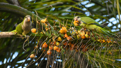 young monk parakeets (myiopsitta monachus), or quaker parrot