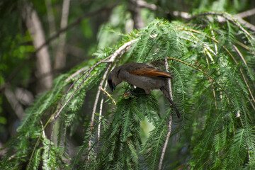 grayish baywing (Agelaioides badius)