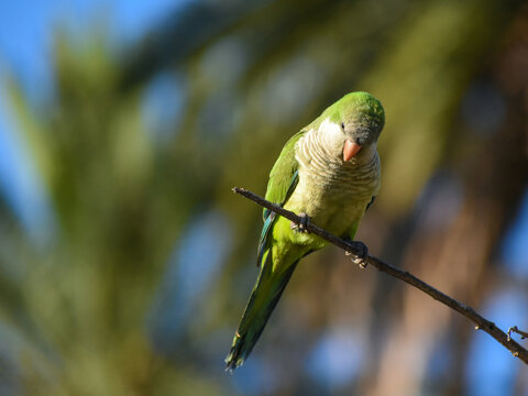 young monk parakeet (myiopsitta monachus), or quaker parrot