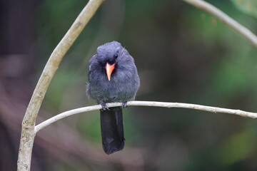 Black-fronted nunbird (Monasa nigrifrons) Bucconidae family. 