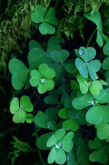 abstract green natural background with Clover leaves and water drops close up. Beautiful image of summer nature. ecology, earth day. Green three-leaves, shamrocks, symbol of St.Patrick`s day holiday