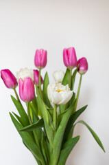 Beautiful spring bouquet with pink and white tulips on a white background. Spring, 8 March, birthday. Postcard, place for an inscription.