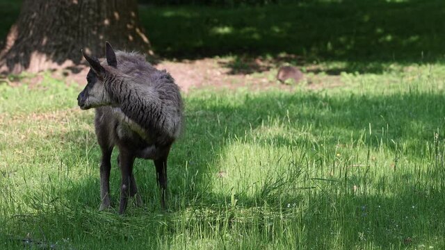 Apennine chamois, Rupicapra pyrenaica ornata, is living in the Abruzzo-Lazio-Molise National Park in Italy and the Pyrenees in Spain