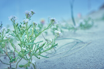 Dune with flowers, sea 