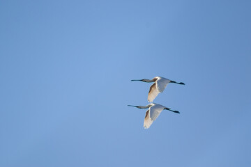 Fototapeta na wymiar Eurasian spoonbills (Platalea leucorodia) flying above a lake