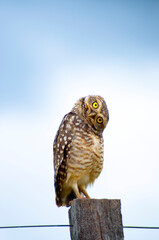 Curious burrowing owl (Athene Cunicularia) looking at camera. Blue and white sky background - obrazy, fototapety, plakaty