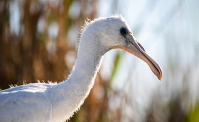 Eurasian spoonbill (Platalea leucorodia) chick, portrait