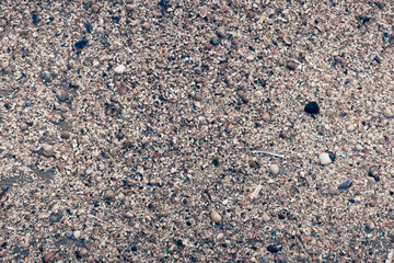 Mussels and clams, beach