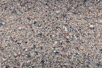 Mussels and clams, beach