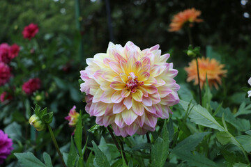 Fototapeta premium An old Dutch variety, the Jerry Ferret Dahlia.