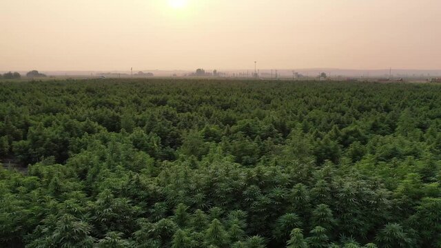 Drone aerial shot of cannabis hemp farm field with big plants at sunrise sunset 