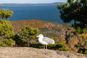 Injured seagull in autumn