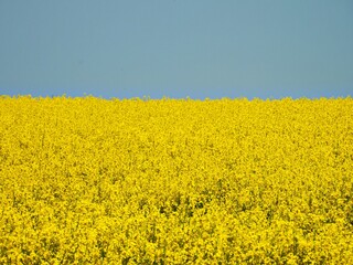 Gelb blühendes Rapsfeld