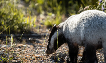 Young European badger (Meles meles) on a field © firesalamander