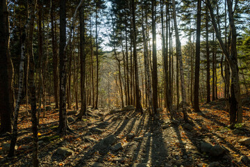 light shining through trees at sunset