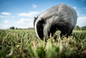 Young European badger (Meles meles) on a field © firesalamander