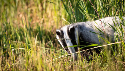 Young European badger (Meles meles) on a field © firesalamander
