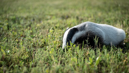 Young European badger (Meles meles) on a field