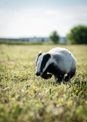 Young European badger (Meles meles) running on a field © firesalamander