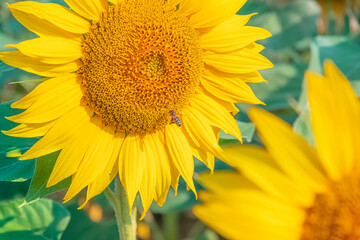 Gros plan d'une fleur de tournesol.