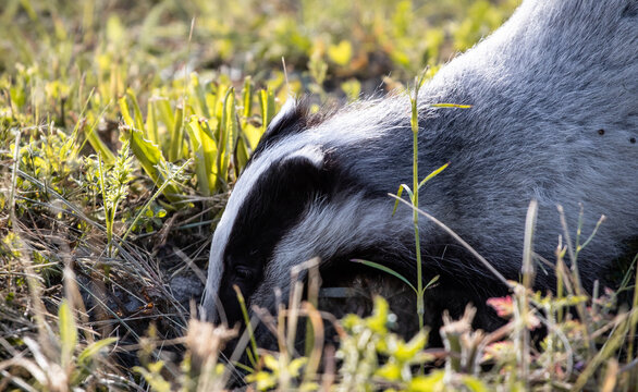 Young European badger (Meles meles) foraging on a field
