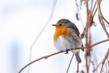 Cute bird the European Robin, Erithacus rubecula. sitting on the tree branch in winter.