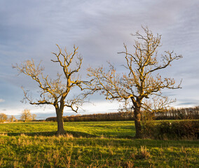 Barren trees in winter sunlight