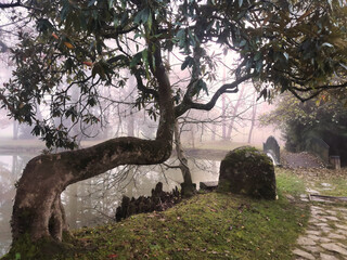 At the edge of the lake, a magnolia tree with a twisted trunk, a small stone construction and a bridge in autumn in the fog