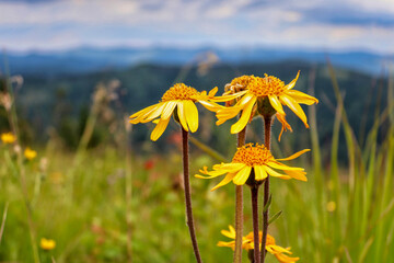 Flowers of Arnica montana against mountains ridges