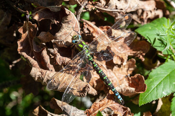 Close up dragonfly perched on top of a brown stick with the stick