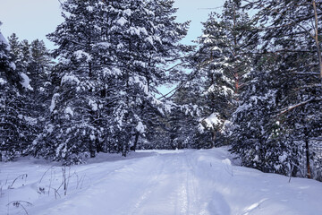 Obraz premium Winter landscape with a snow-covered road in the forest