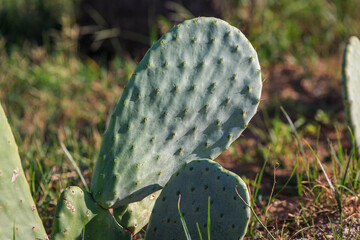 Opuntia ficus-indica