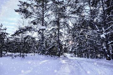 Winter landscape with a snow-covered road in the forest