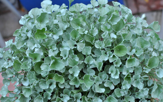The creeping plant dichondra grows in the garden