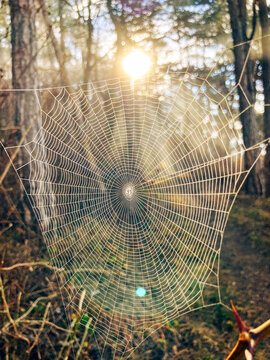 spider web and sunrays in the woods